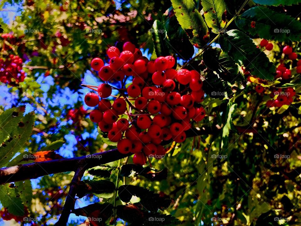 Red rowanberries agaaistnthe blue sky