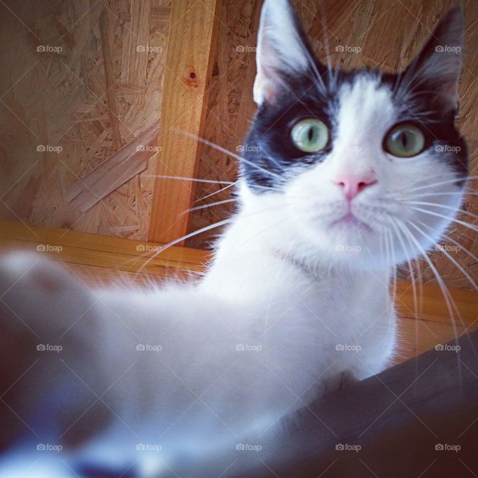 Selfie Cat.