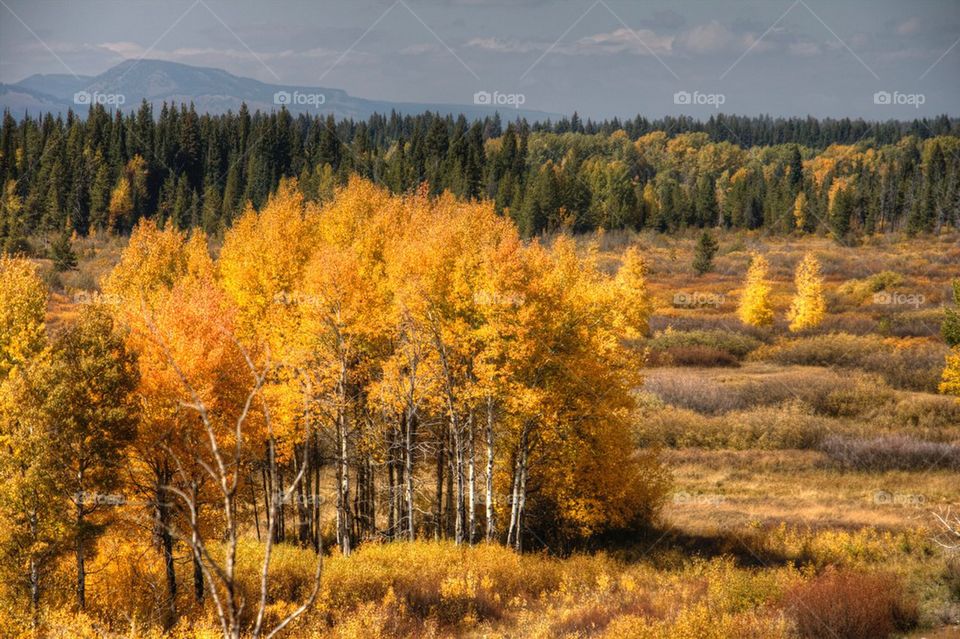 High angle view of autumn trees