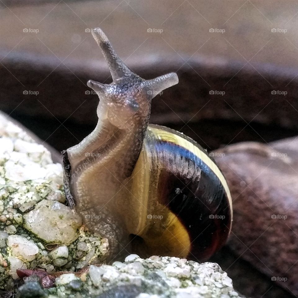 snail closup in front of me