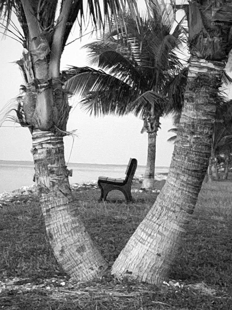 BENCH WITH PALM TREES