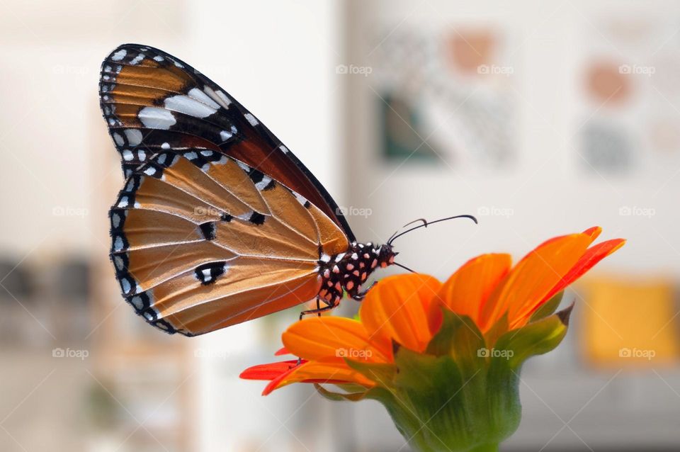 Beautiful and colourful butterfly