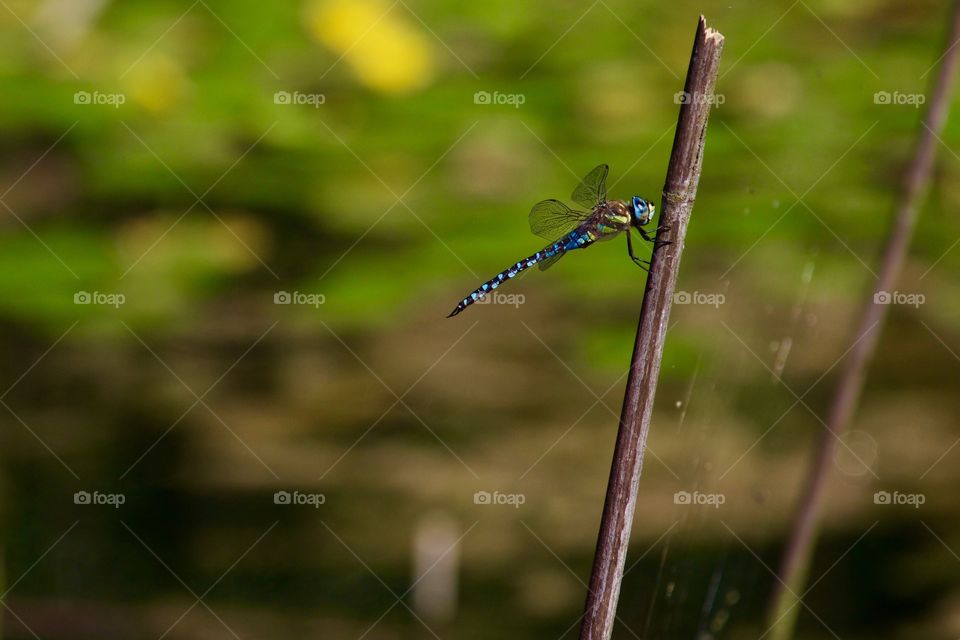 Close-up damselfly on twig