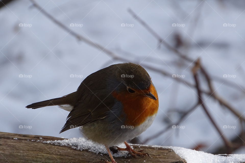 Vögel im Winter Wald