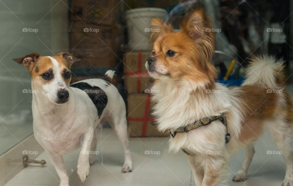 Reflections of a pet