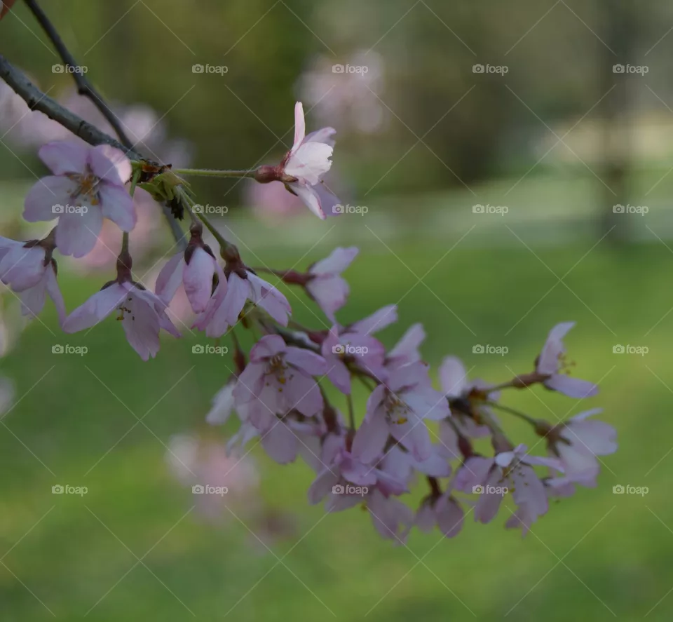 spring