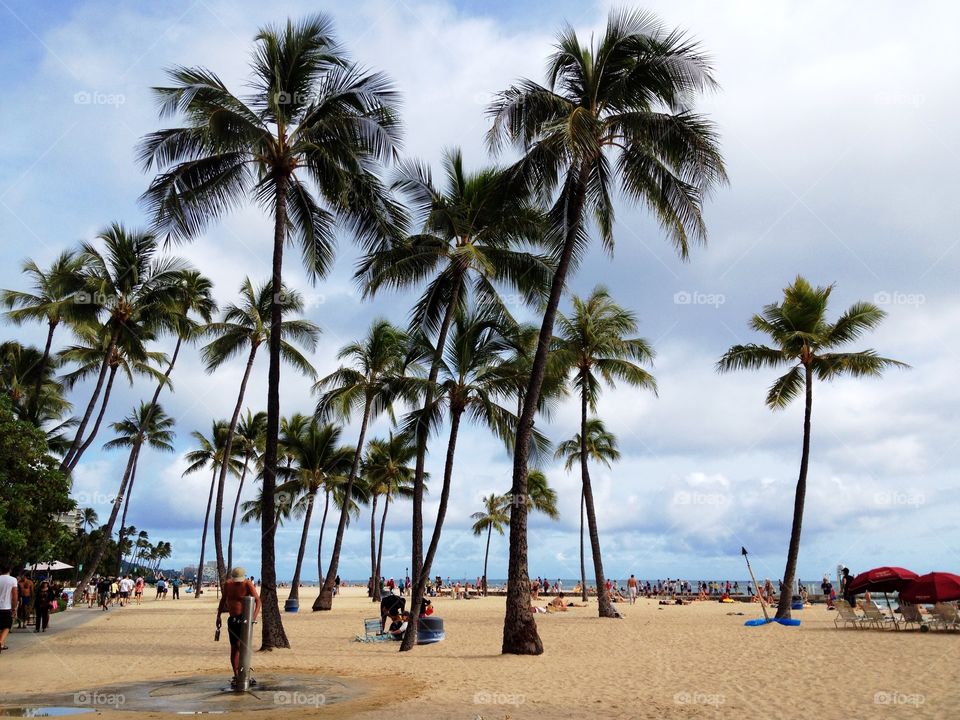 Beach and palms 