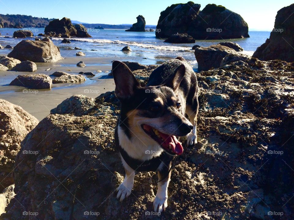 Little dog on the rocks 