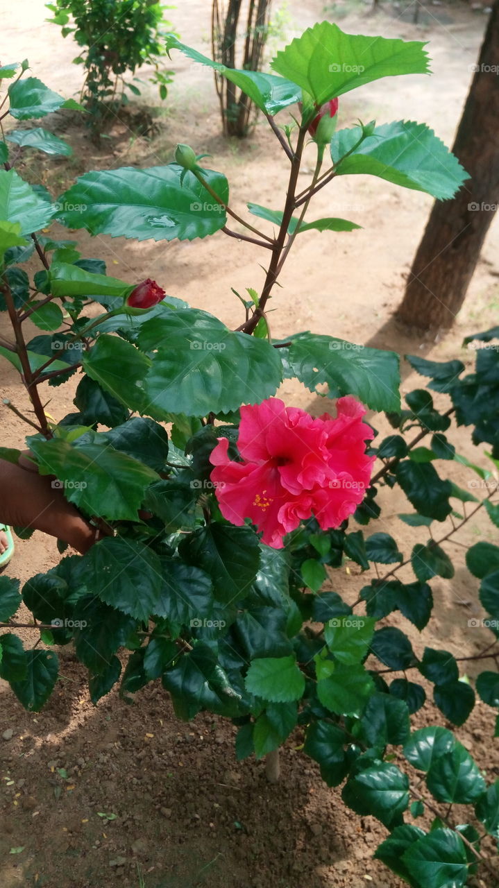 red flower