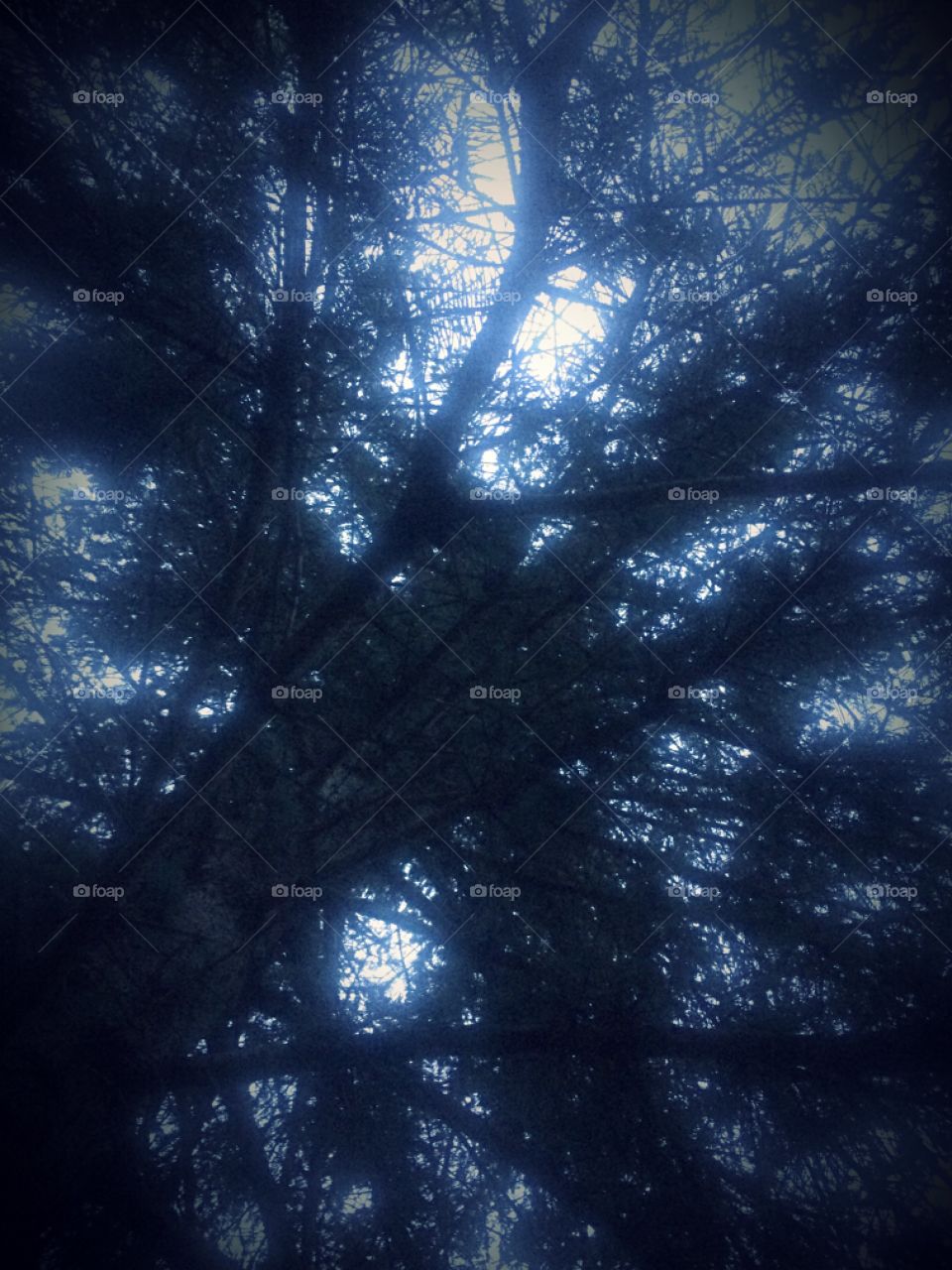 Looking at the sky through a tree 