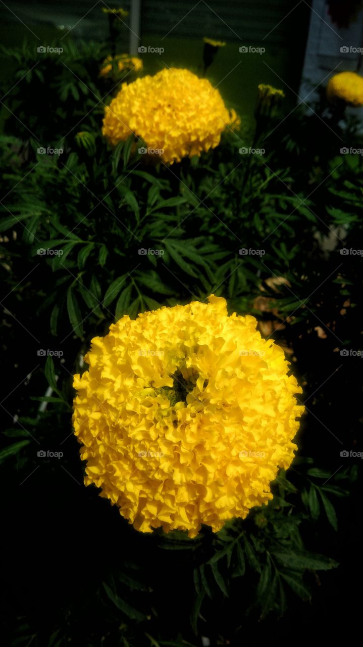 Beautiful colorful yellow flower