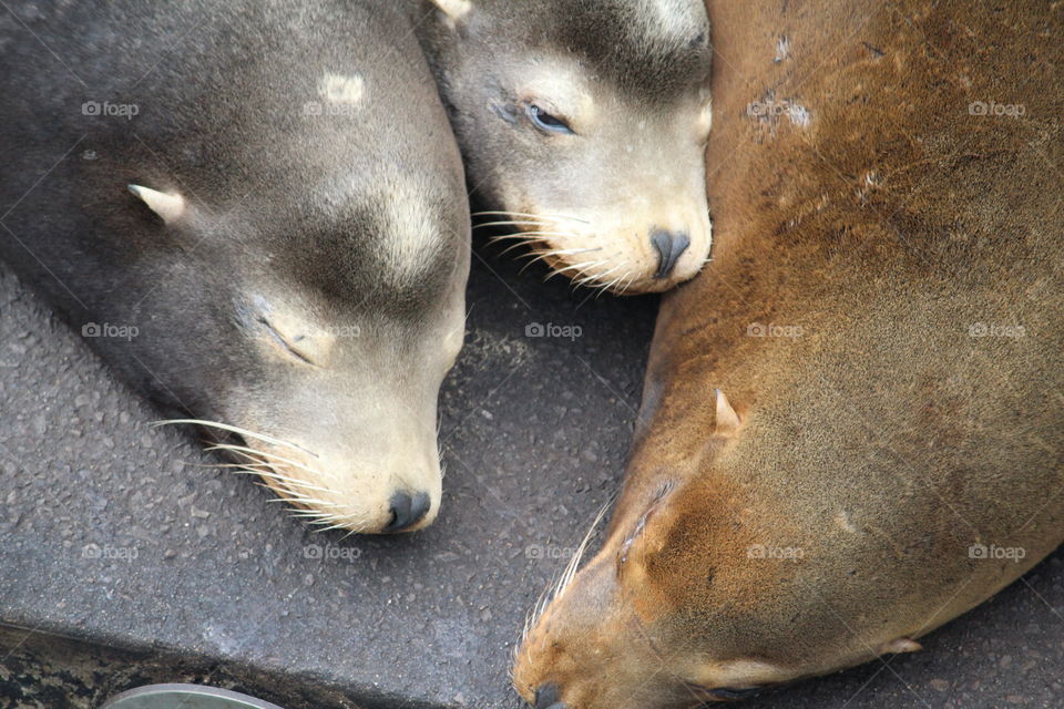 Sea lion pile!