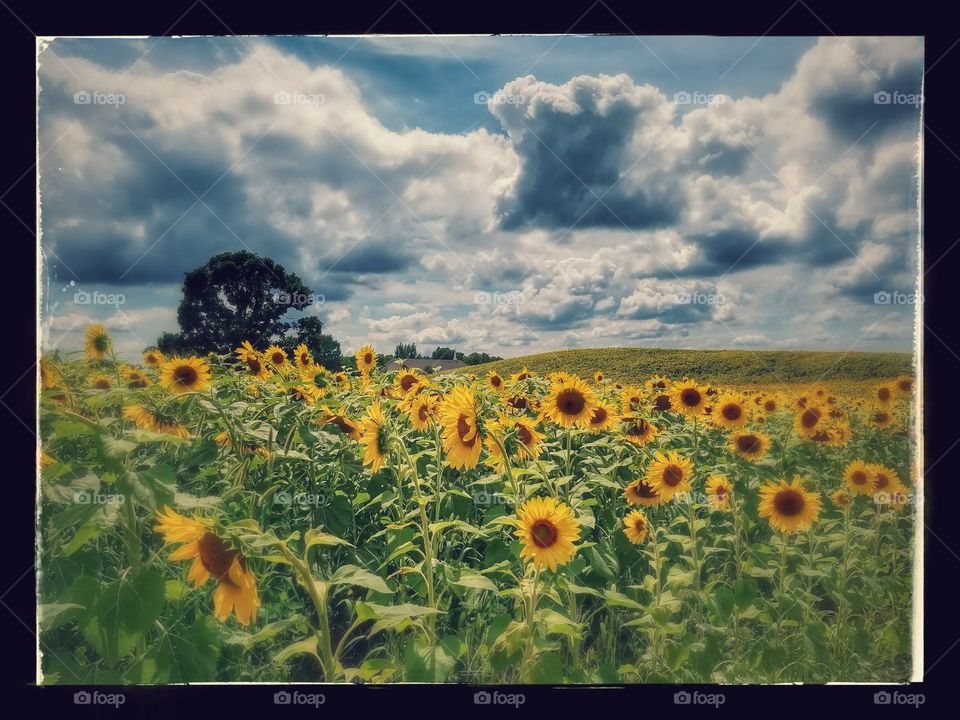 Field, Nature, Summer, Landscape, Sky