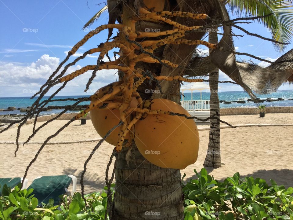 Close-up of coconut on palm tree