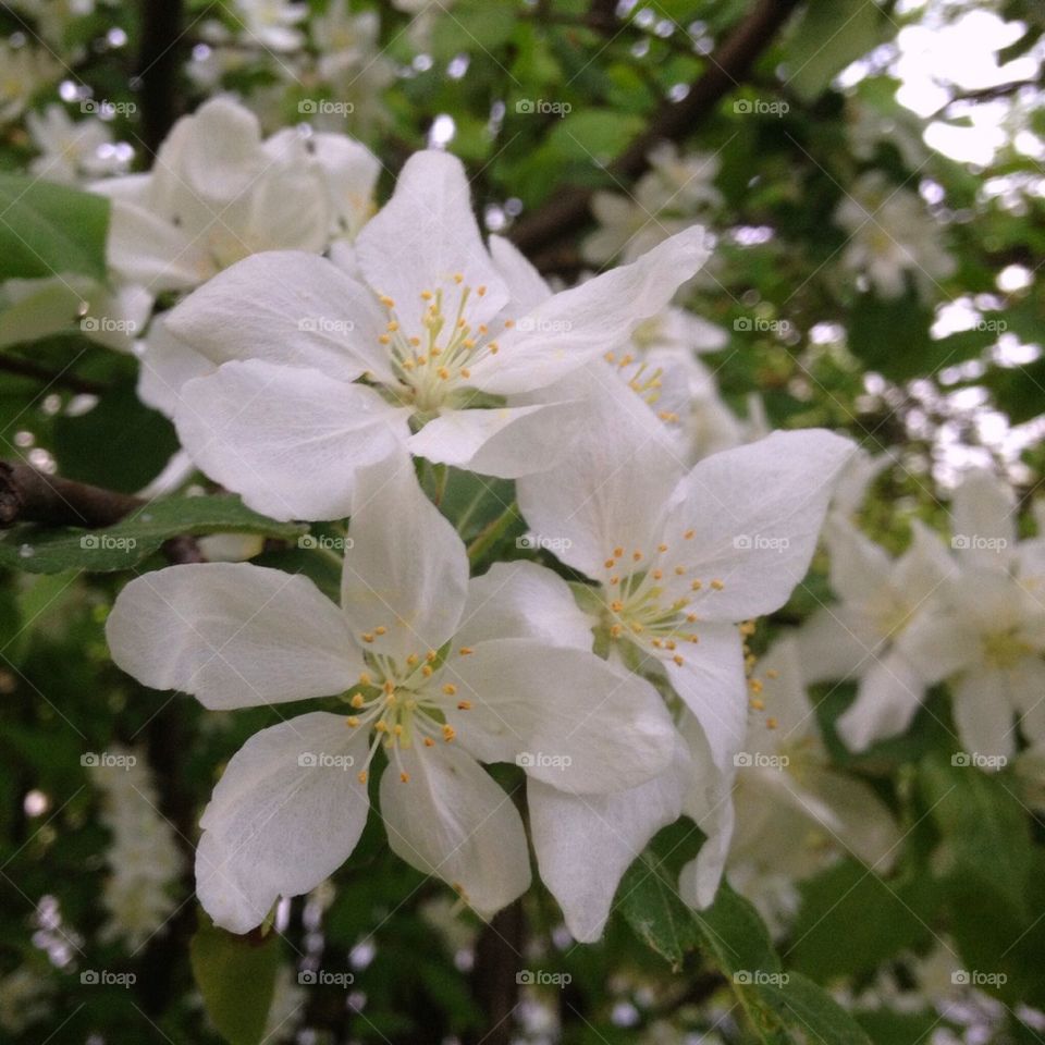 green flower jasmine white by omiata