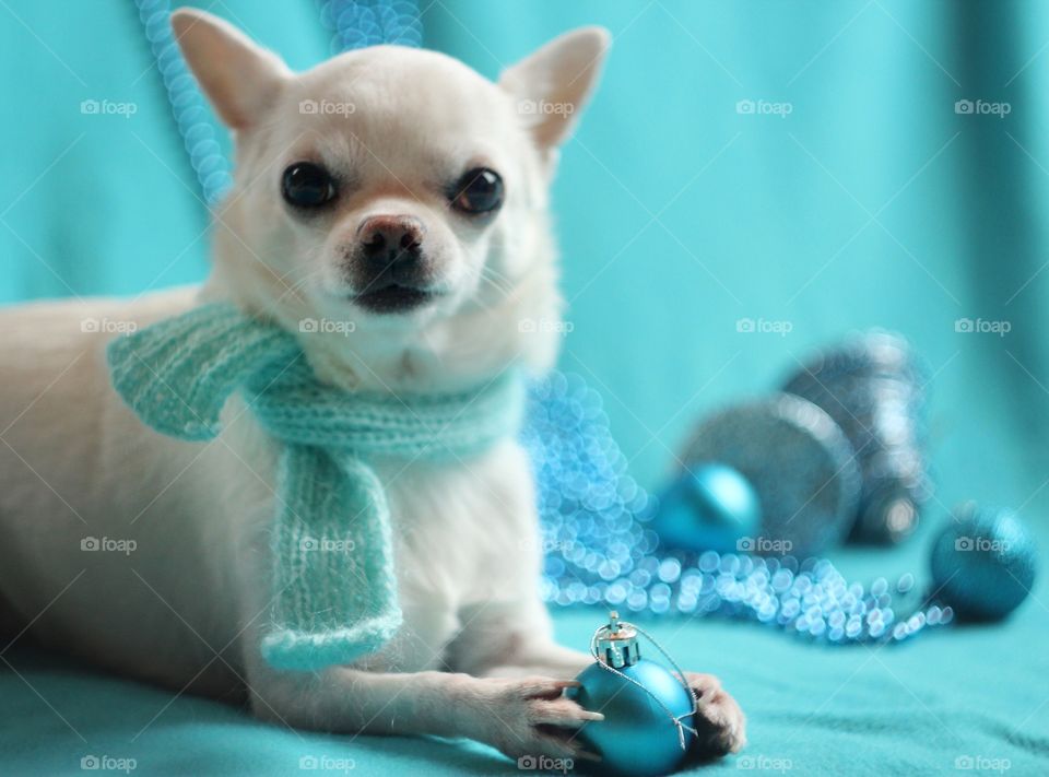 New year chihuahua Light blue color 