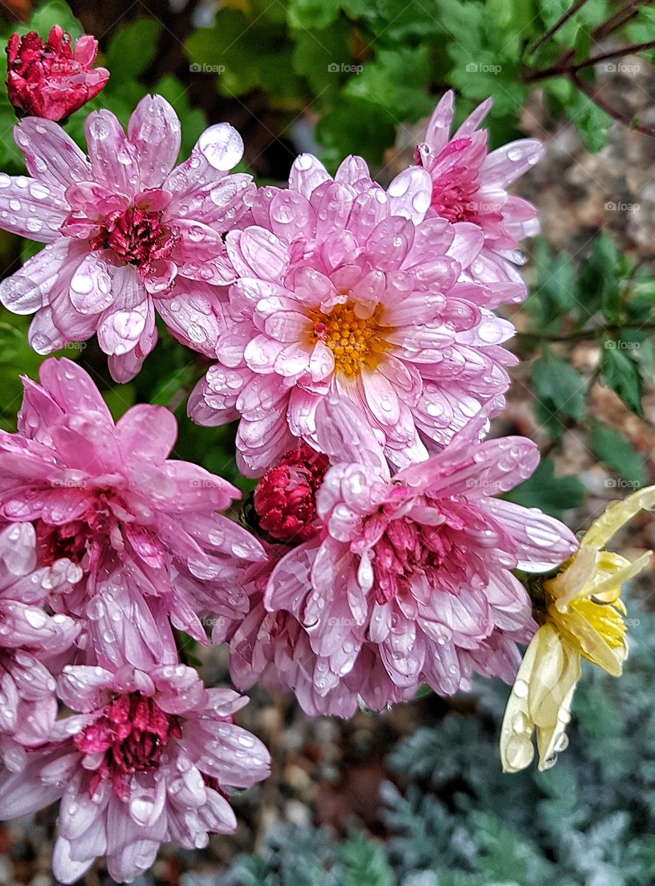 Flowers ather rain