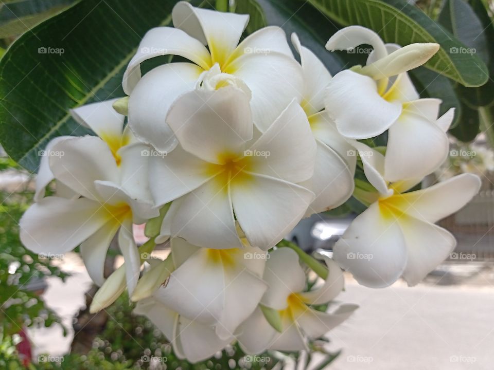 Beautiful Plumeria Flowers