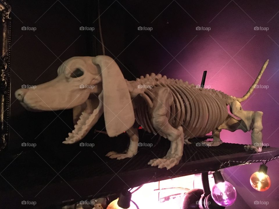 Skeleton dog