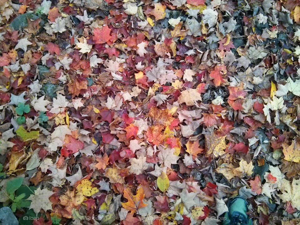 Full frame shot of autumn leaf