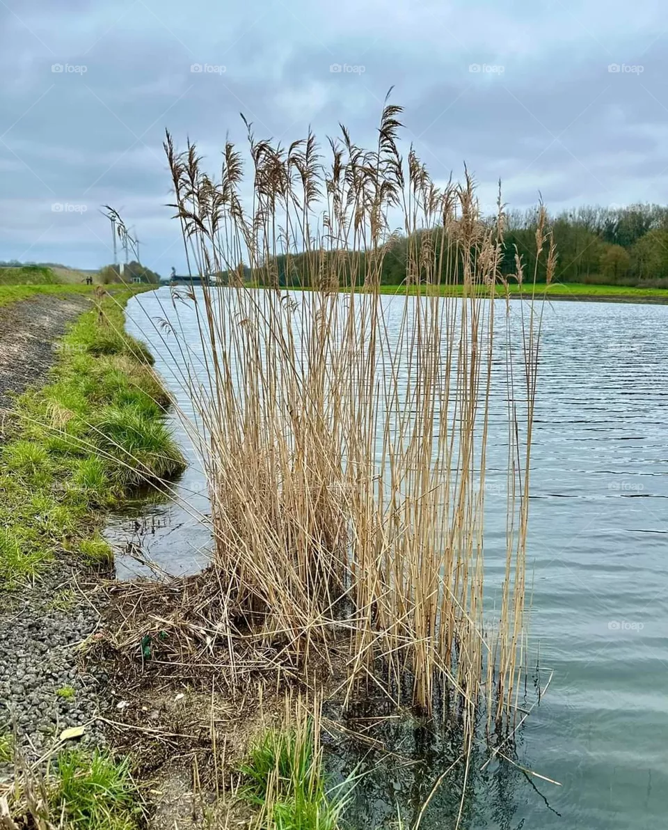 Water reed