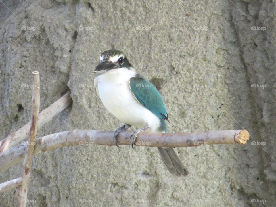 Arabian collared kingfisher 