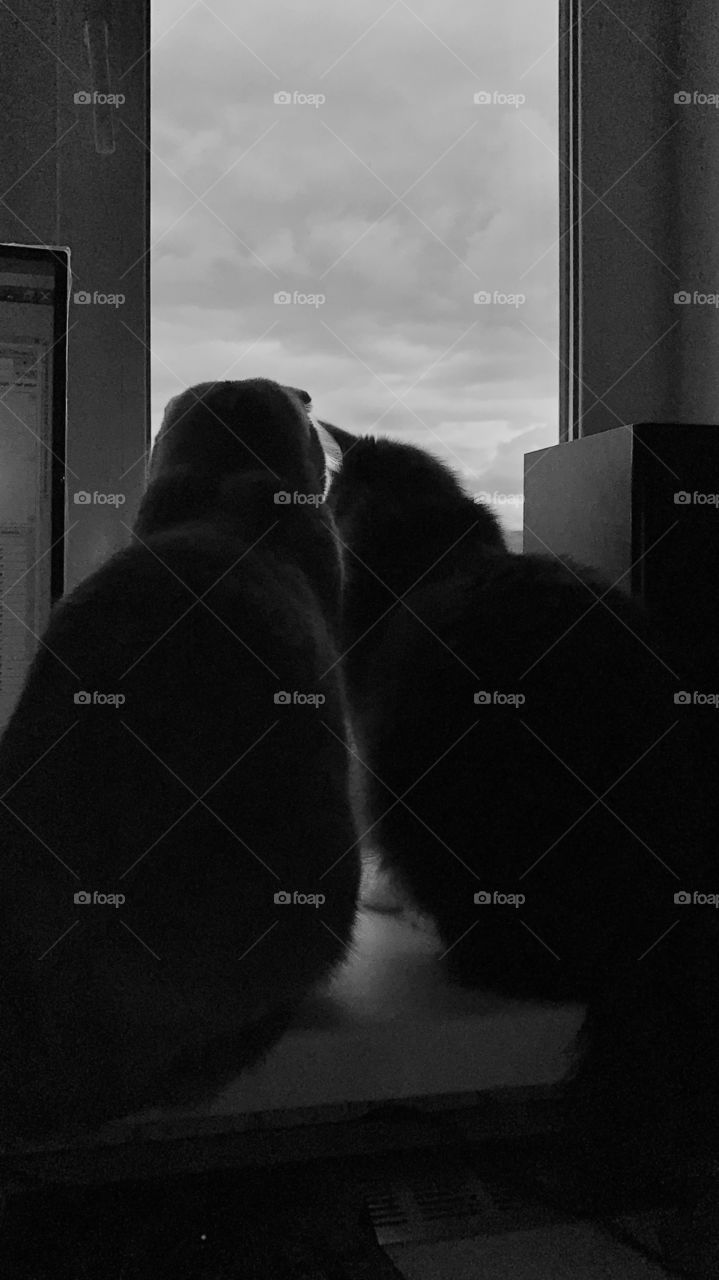 two cats are sitting on the windowsill and looking out the window