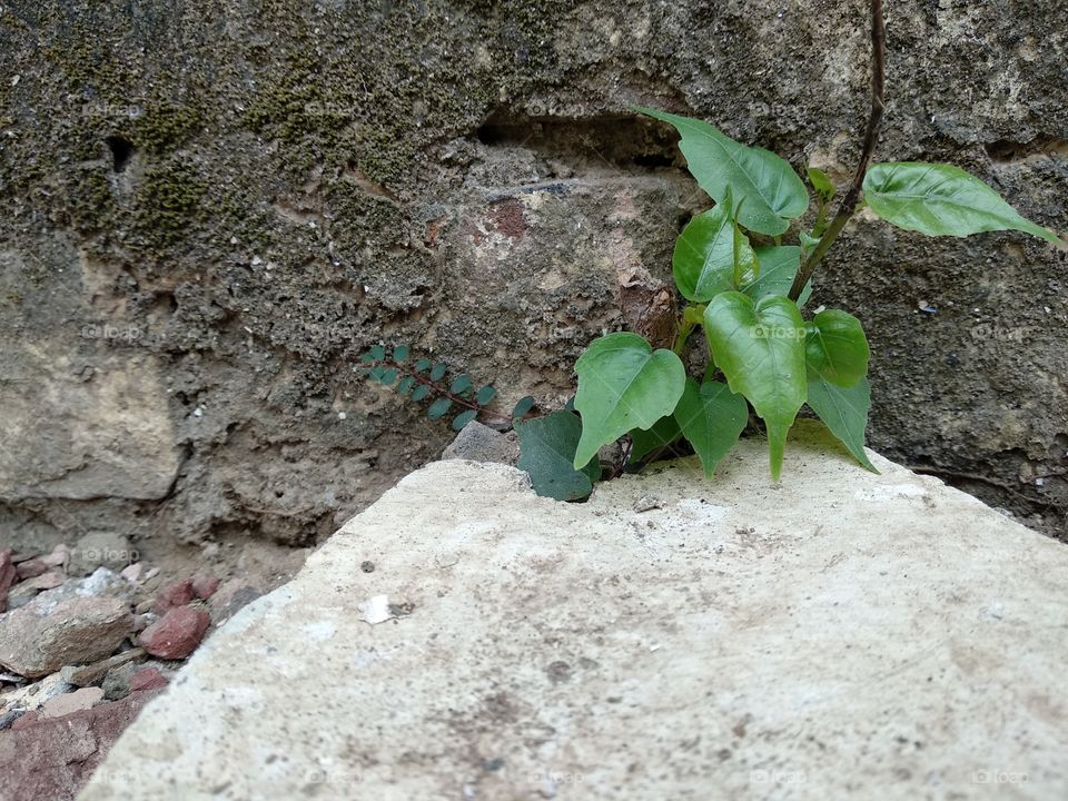 growing tree in rocks