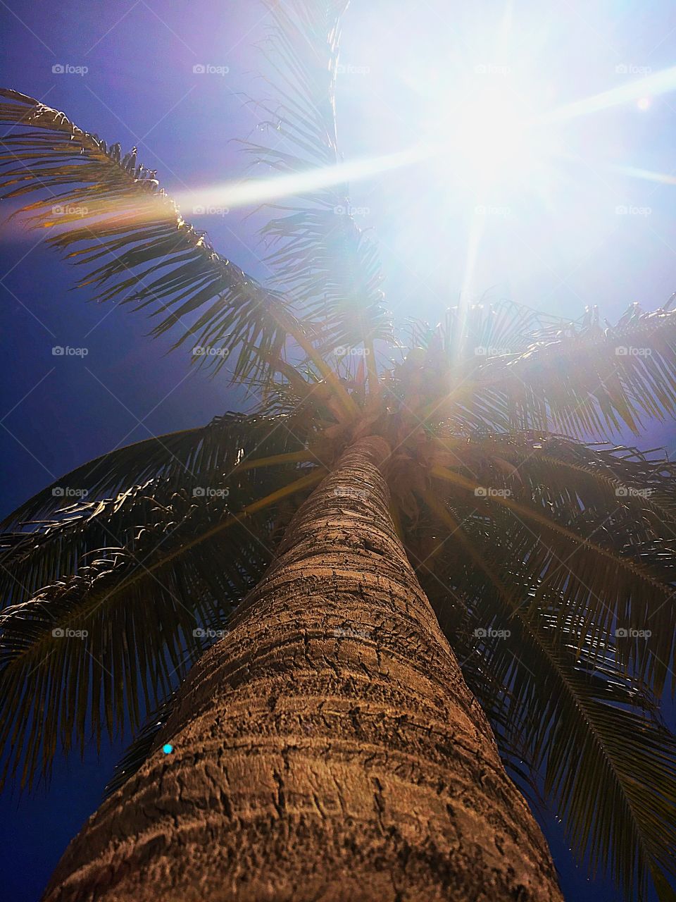 Sunshine and Palm trees 