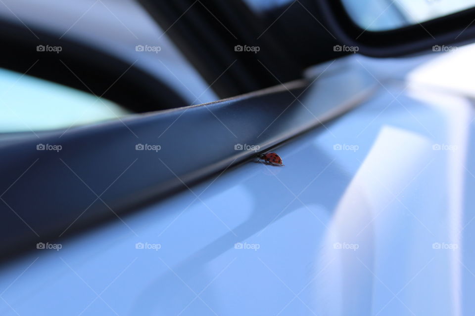 ladybug exploring a car door