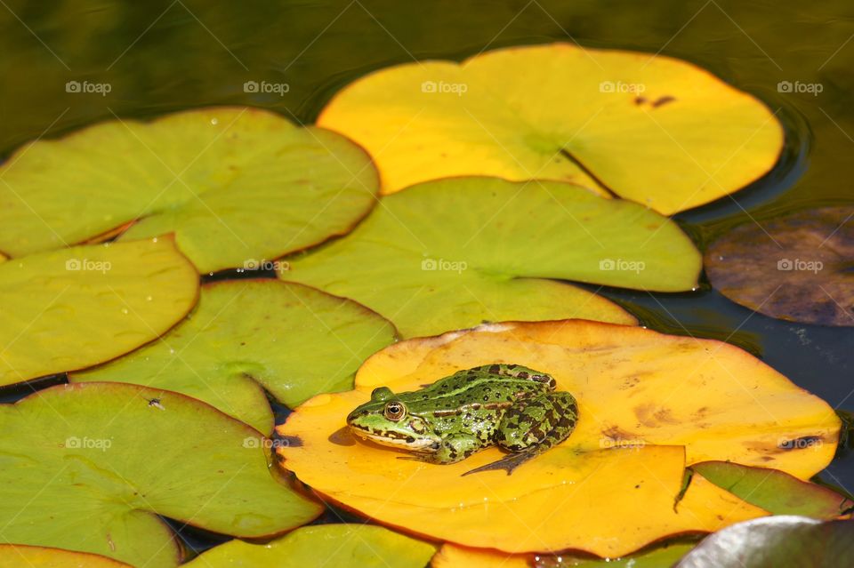 Frog in the pond