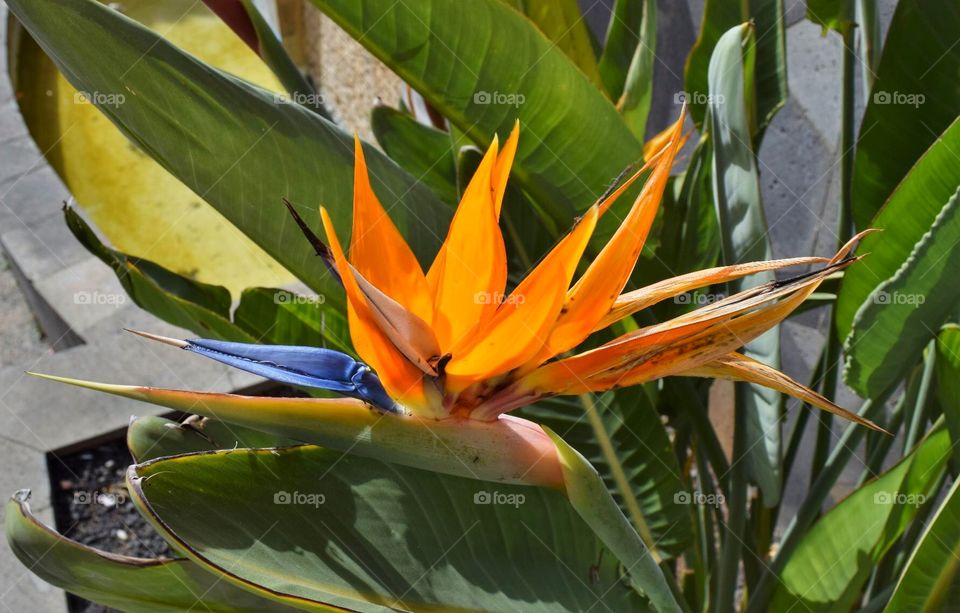 Bird of paradise plant