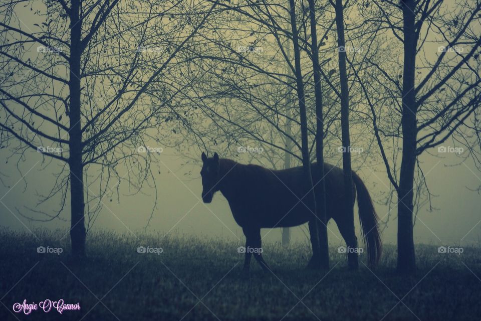 mystic horse