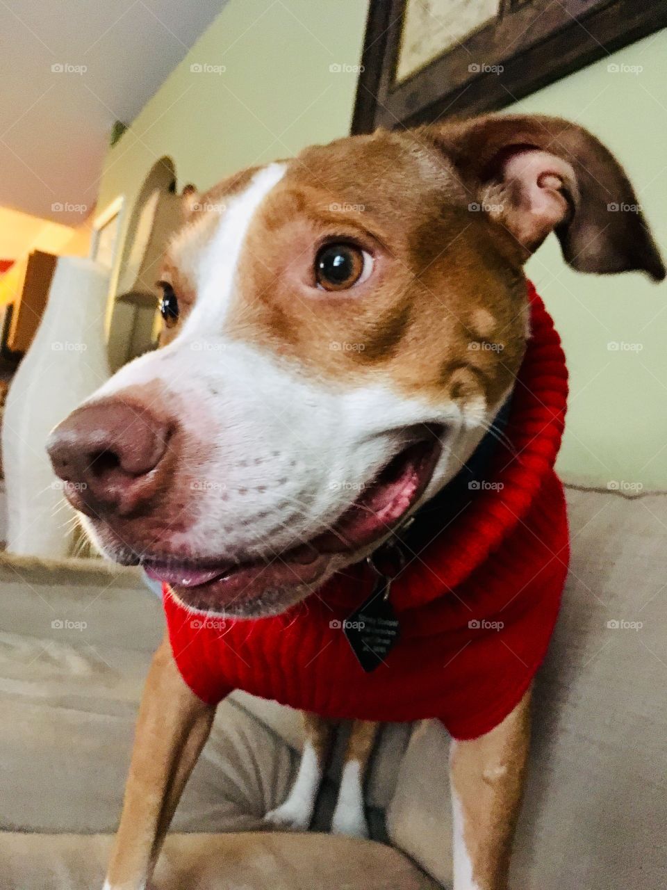 Beautiful rescue red nose pitbull wearing a red sweater 