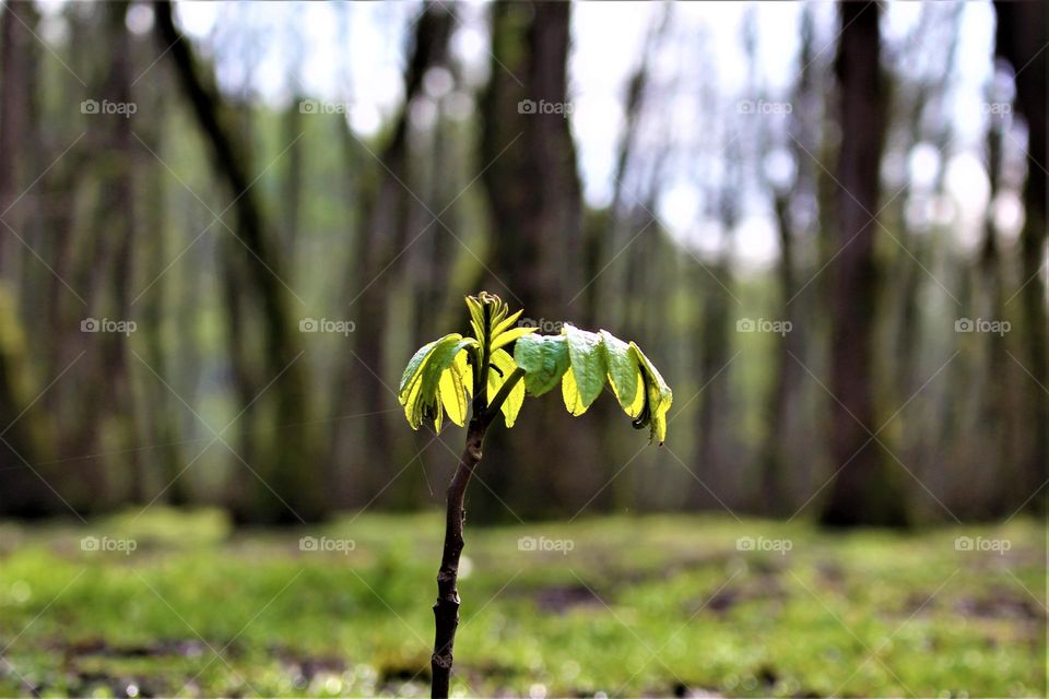 a small tree within a forest in the North of Iran; in spring