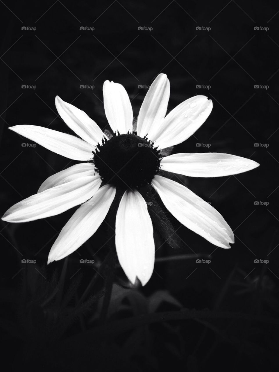 flower white black petal by jmh