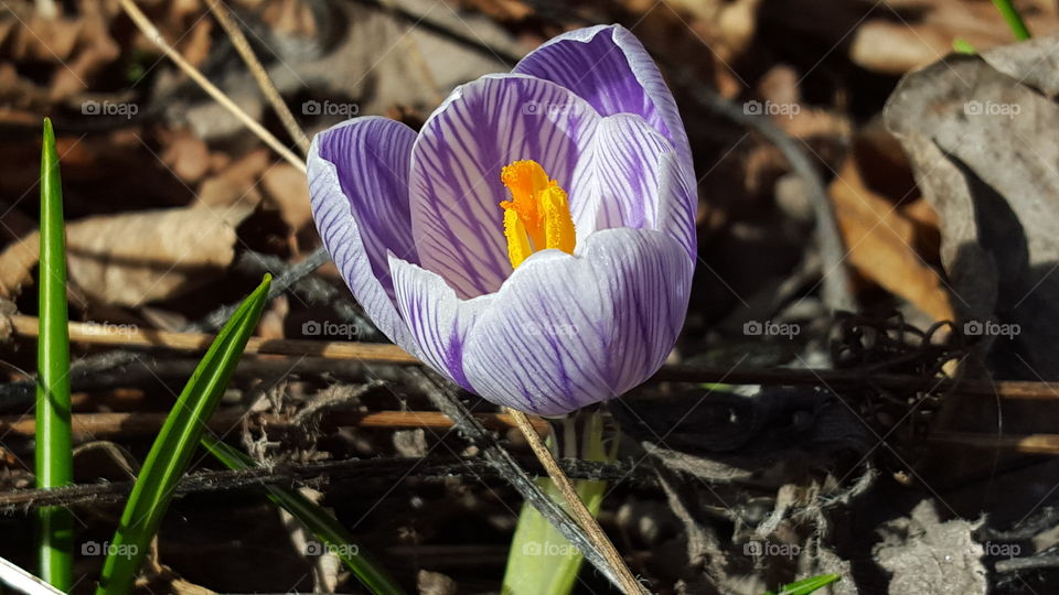 Crocus