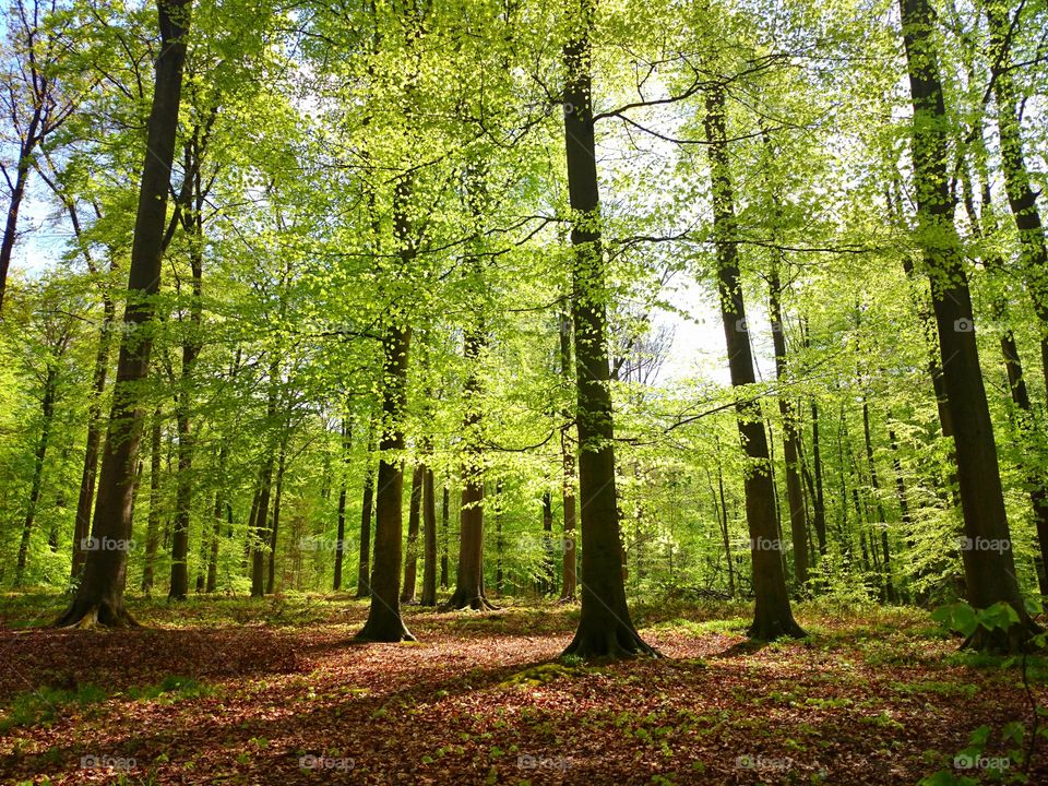 Spring in Brussels - Forest de Soignes