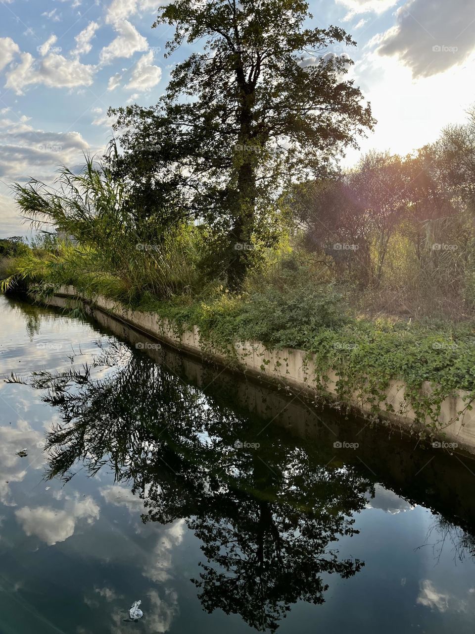 Trees reflecting their beauty in the mirror of water