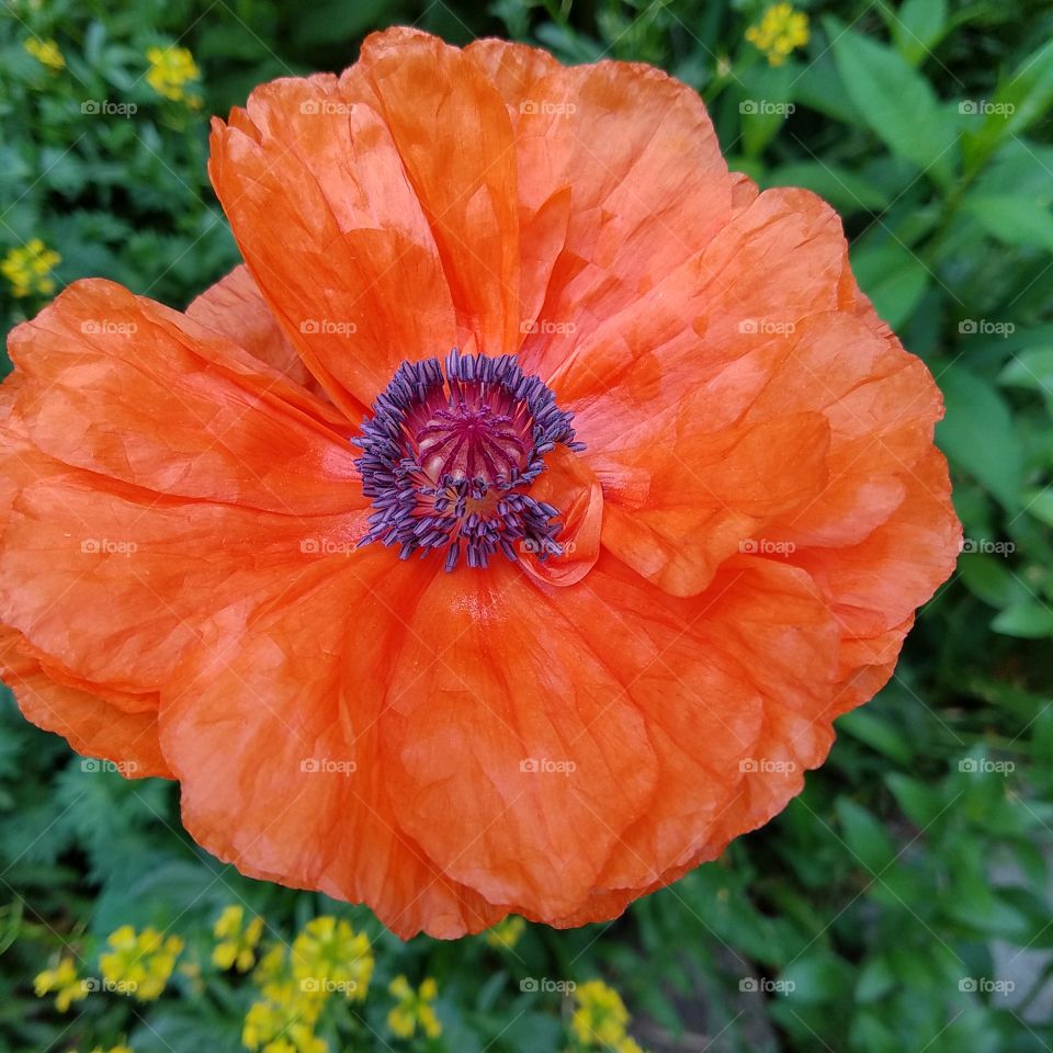 High angle view of orange poppy flower