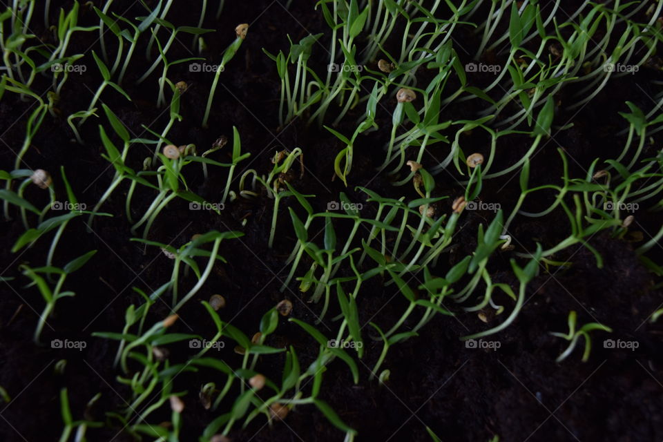 Cultivation of pepper seedlings.