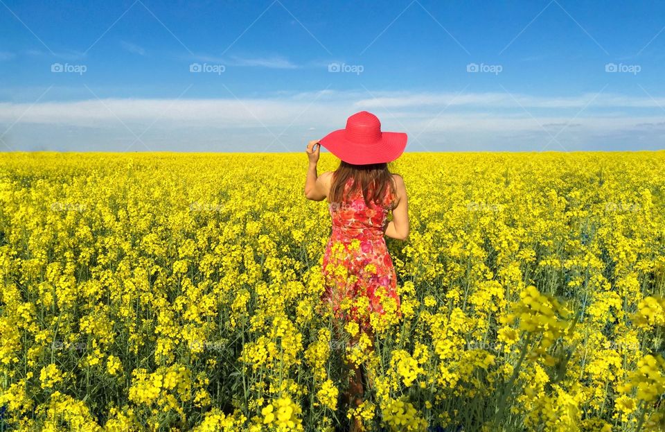 Canola field 