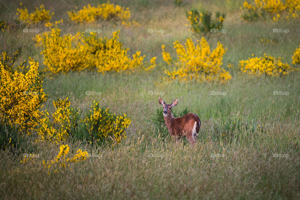 Lonely deer 