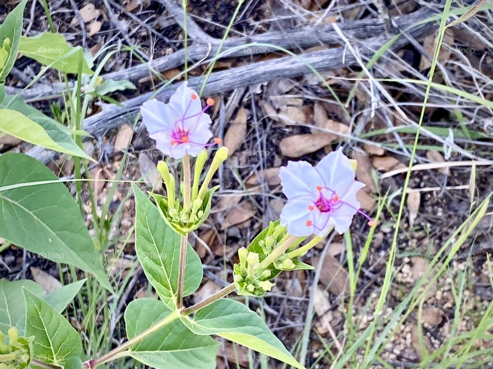 Florals in the Arizona Desert