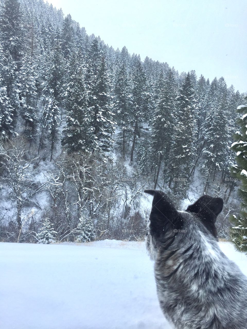 Doggo enjoying the cold weather. 