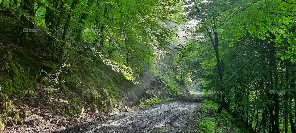 Spring in the dark forest