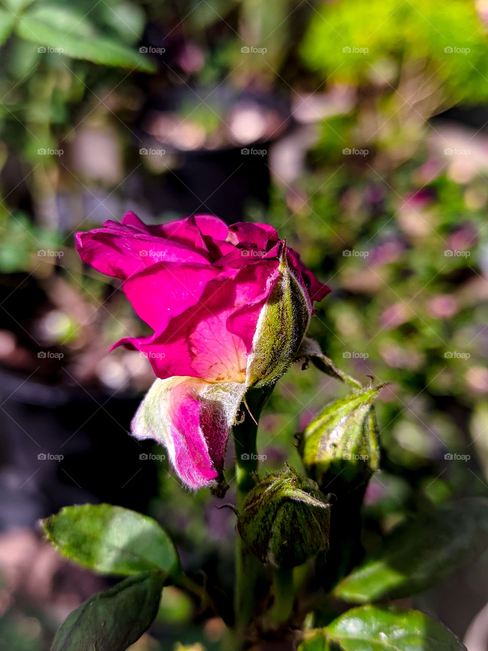 rose bud