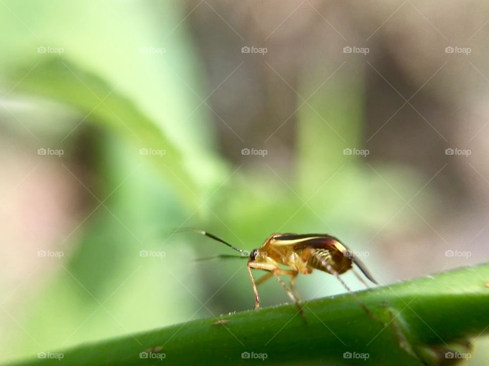 Little bug | Photo with iPhone 7 + Macro lens.