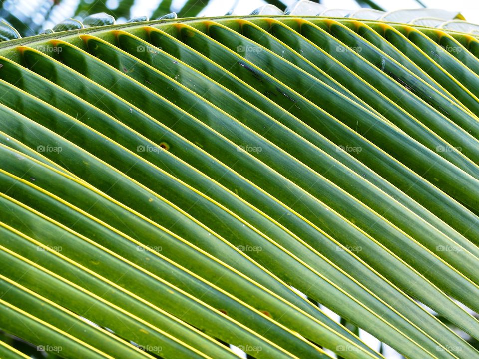 Coconut​ leaves