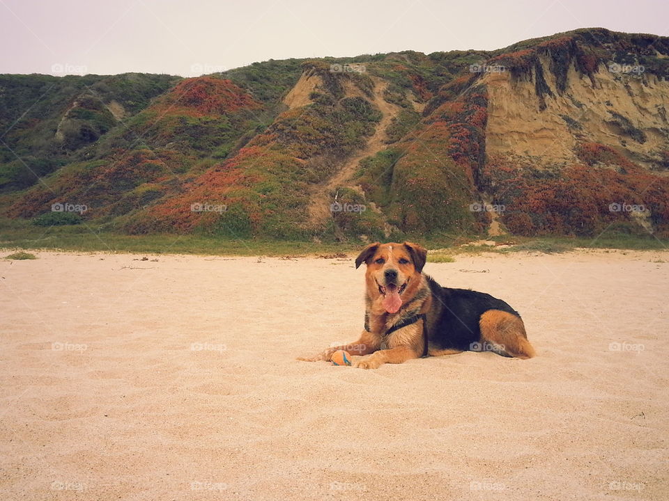 happy dog happy life